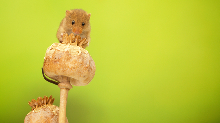 A cute little harvest mouse on a poppy seed head