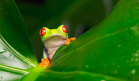 Red eyed tree frog looking at the cameraの写真素材