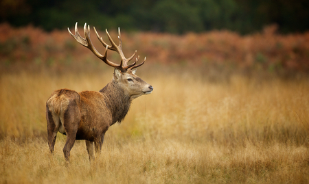 Red deer stagの写真素材