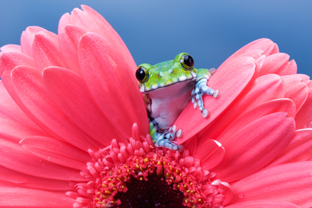 Peacock tree frog on a pink gerbera flowerの写真素材
