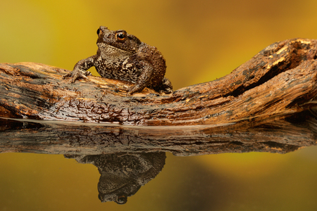 A common toad on an old log and reflectionの写真素材