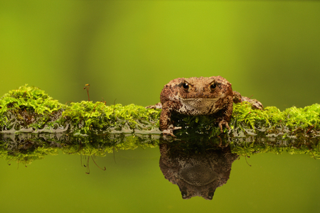 A common toad on a mossy log and reflectionの写真素材