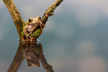 Little peacock tree frog in waterの写真素材