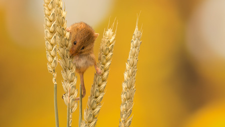 Little harvest mouse on some wheat