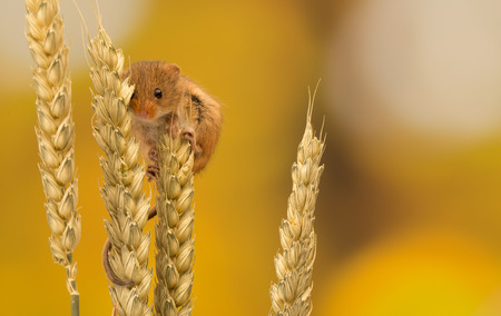 Little harvest mouseの写真素材