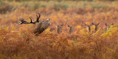 Large red deer stag in autumnの写真素材