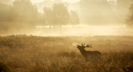 Large red deer stag silhouette in autumn mistの写真素材