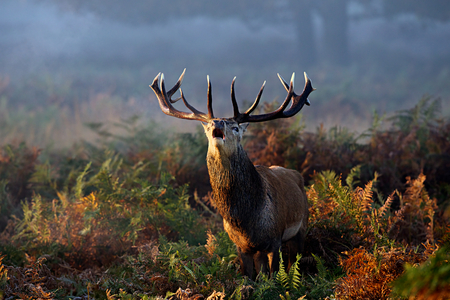 Large red deer stag callingの写真素材