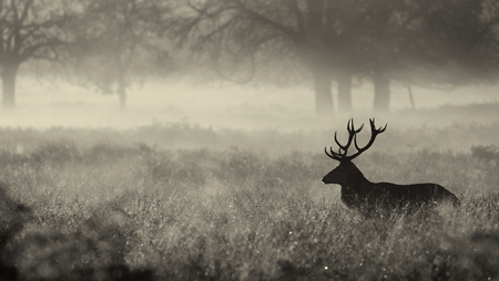 Mono Large red deer stag silhouette in autumn mistの写真素材