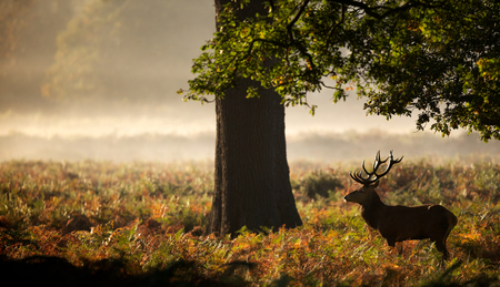 Large red deer stagの写真素材