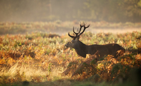 Large red deer stag silhouette in autumn brackenの写真素材