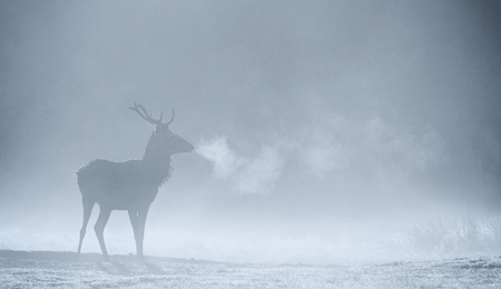 Large red deer stag silhouette in autumn mistの写真素材