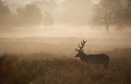 Large red deer stag silhouette in autumn mistの写真素材