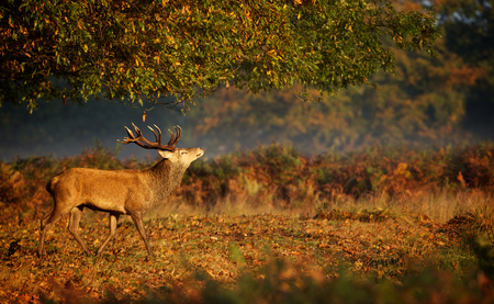 Large red deer stag in autumnの写真素材