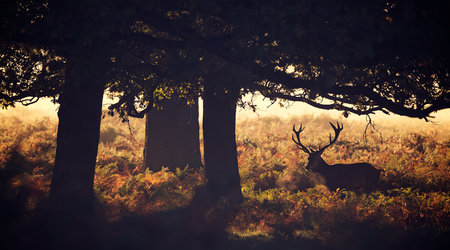 Large red deer stag silhouette in autumnの写真素材