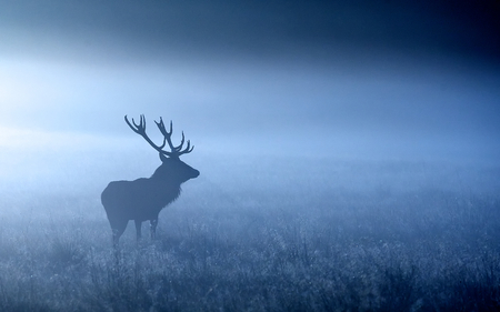 Red deer stag silhouette in autumn mistの写真素材