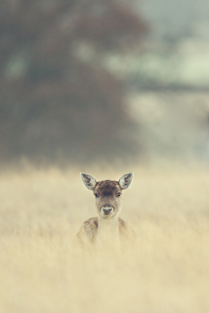 a small fallow deer in long grassの写真素材