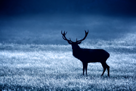 moonlite, red deer stagの写真素材