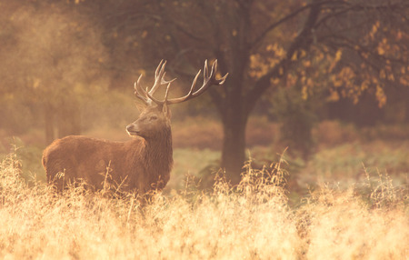 Red deer stag in the golden autumn dawnの写真素材