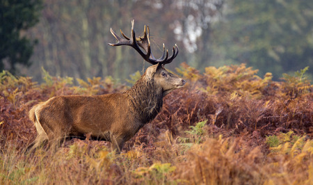 Large red deer stagの写真素材