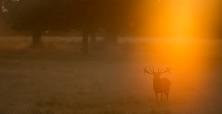 Red deer stag calling in the golden autumn mistの写真素材