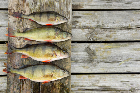Four newly catched perches from the Baltic Sea. Lined up on a wodden board.
