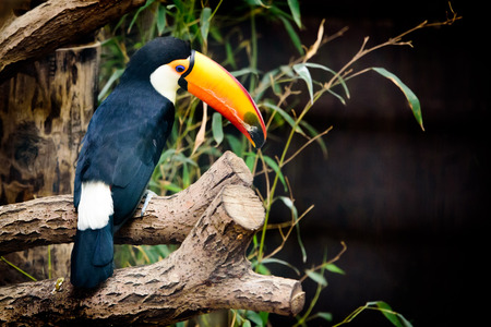 Colorfull Toucan bird at a zoo. Sitting on a branch looking down. Green leaves and dark background.の写真素材