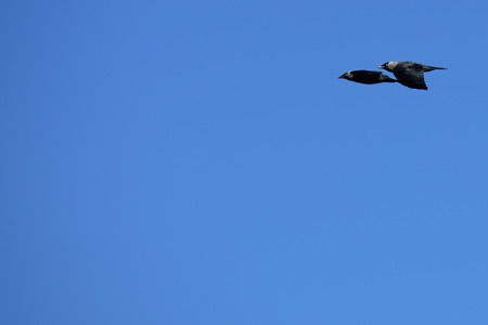 Two flying jackdaws towards a blue sky with copy space to the leftの写真素材