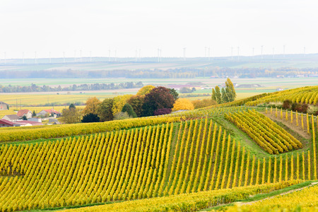Champagne wine fields in autumn colors. Rows of plats with leaves turning from green to yellow. Trees in the background.の写真素材
