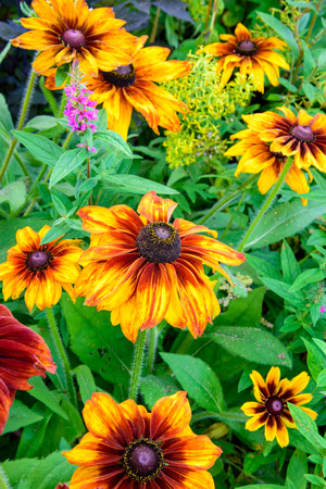 Rudbeckia Hirta flower in autumn colorsの写真素材