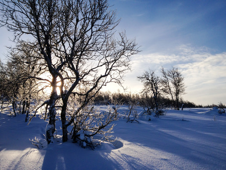 Wilderness mountain area during winter with backlightened birch in deep snow. Sweden.の写真素材