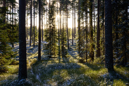 Green pine forest with frost on the ground. Sun shining through the trees.の写真素材