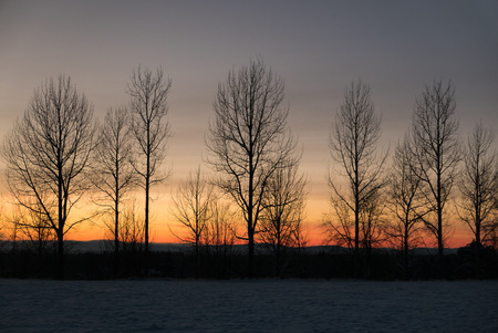 Silhuette of a row of birch trees on the edge of a field against a colorfull winter sky.の写真素材