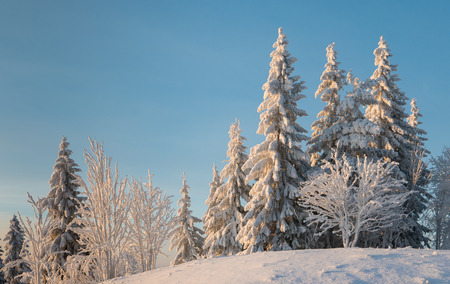 Snowcapped fir trees and small bare trees on a little snowy hill in the sun. Blue sky.の写真素材