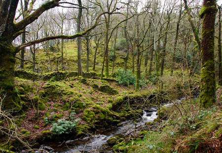 Small stream running trough old green moss covered forest. Lake District, England.の写真素材
