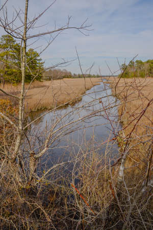 Glades, hardwood trees, coastal scrub and marshes line the Junction & Breakwater Trail at Cape Henlopen State Park, Lewes, Delawareの写真素材