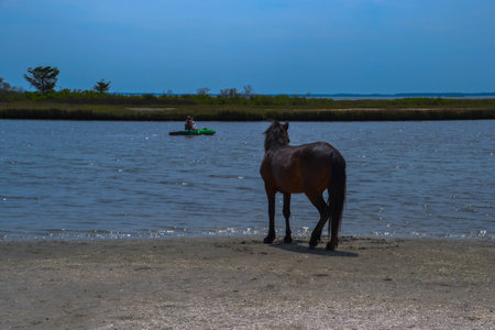 Wild dark stallion protects his band members grazing nearby by tracking a passing kayaker, at Chesapeake Bay, Assateague Island National Seashore in Berlin, Marylandの写真素材