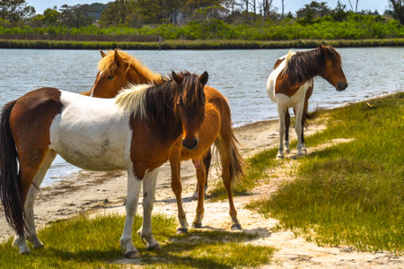 Three wild stallions, one beige colored with a lighter beige mane and two brown and white colored with dark brown manes, stop grazing on cordgrass and protect their turf when people get to close.の写真素材