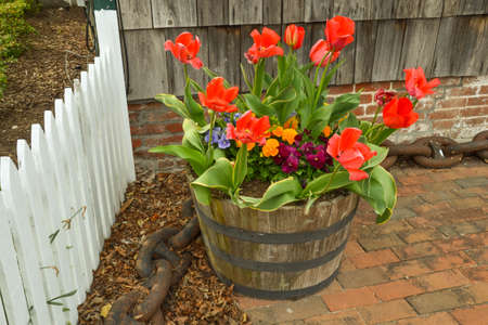 Red tulips in a barrel, surrounded by blue, purple, orange and green foliage, during the Annual Lewes Tulip Celebration, Lewes, DE.の写真素材