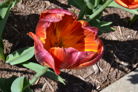 Multi-colored tulip with pedals, surrounded by mulch and leaves, blossom in Lewes, Delawareの写真素材