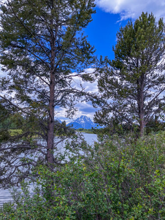 Snake River at Oxbow Bend, Grand Teton National Park, Wyoming with snow-capped peaks of Grand Teton Range. Includes flora, dense shrubs, trees under partly cloudy skies.の写真素材