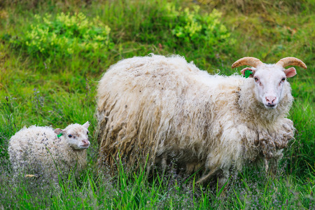 Icelandic sheep and lamb grazing in a field in summer