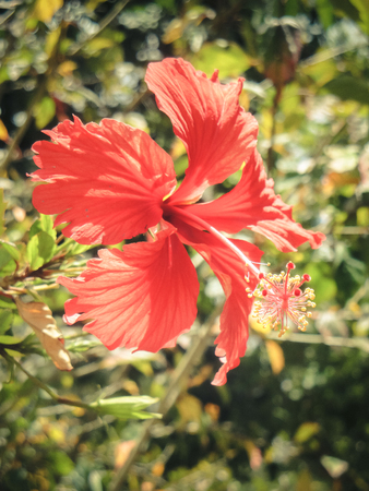A beautiful fully opened red hibiscus flower in an exotic country tanzania island of zanzibarの写真素材