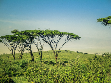 Beautiful landscape with tree in africa kenyaの写真素材