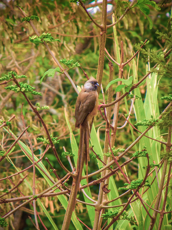African bird perched on reed in tanzania in summerの写真素材