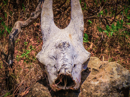 A buffalo skull on the plains of the serengeti tanzaniaの写真素材