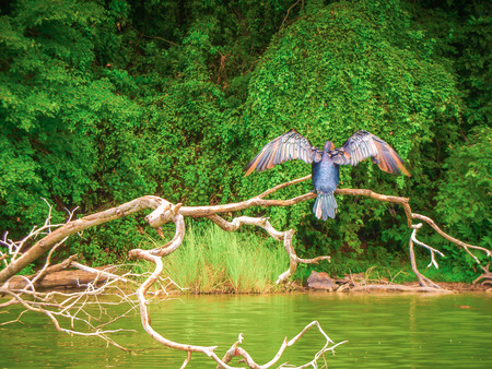Long tailed blue cormorant which sits on a thick branch of a large tree on the banks of the nile riverの写真素材