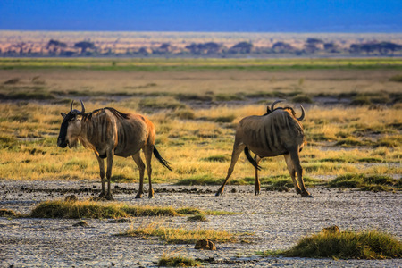 horde of Wildebeest gnu national park of kenya africaの写真素材