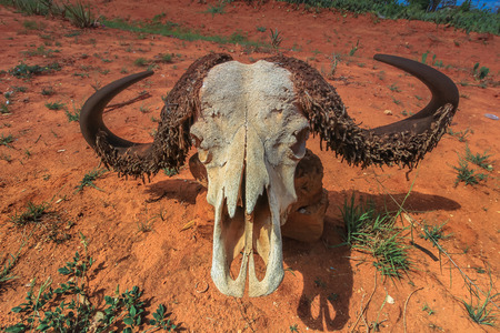Water buffalo skull on ground maasai mara national reserve kenya africaの写真素材