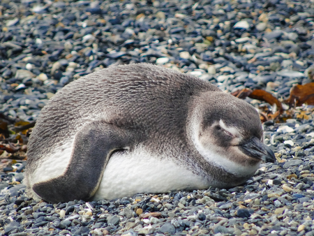 The magellanic penguin on the islands of tierra del fuego islas de tierra del fuegoの写真素材